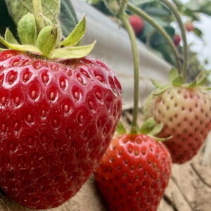 La vapeur pourrait-elle aider les producteurs de fraises californiens à cultiver davantage avec moins de produits chimiques ?