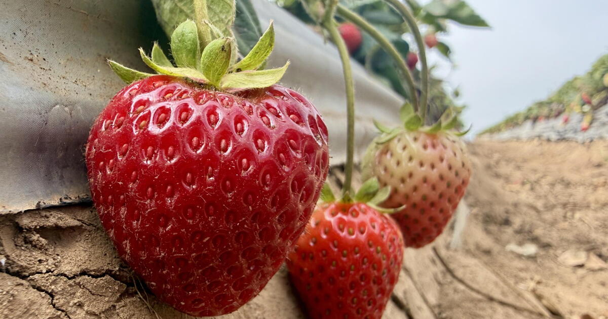 La vapeur pourrait-elle aider les producteurs de fraises californiens à cultiver davantage avec moins de produits chimiques ?
