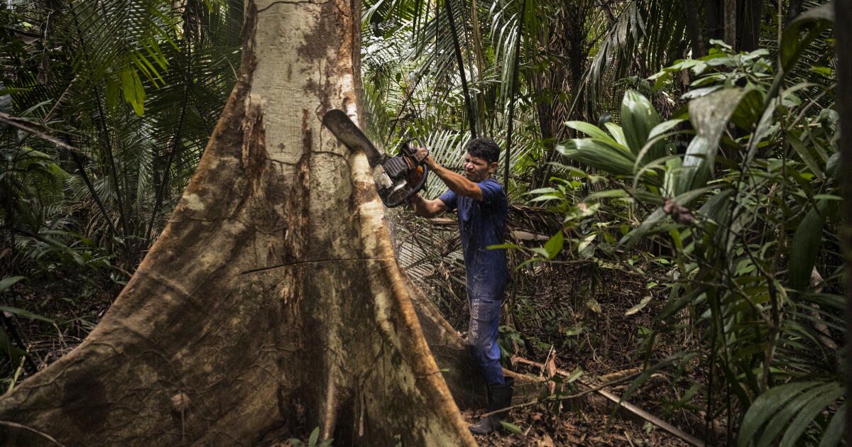 L’avenir des politiques relatives à la forêt amazonienne en jeu lors de l’élection présidentielle brésilienne