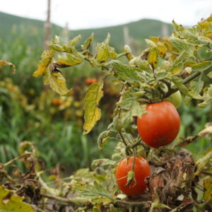 Le bœuf, les tomates et les algues deviennent de plus en plus chers à mesure que les conditions météorologiques extrêmes affectent les récoltes.