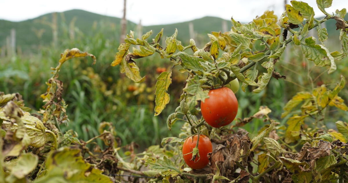 Le bœuf, les tomates et les algues deviennent de plus en plus chers à mesure que les conditions météorologiques extrêmes affectent les récoltes.