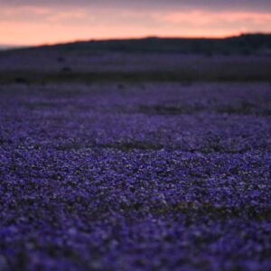 Le désert le plus sec de la Terre est actuellement couvert de fleurs sauvages