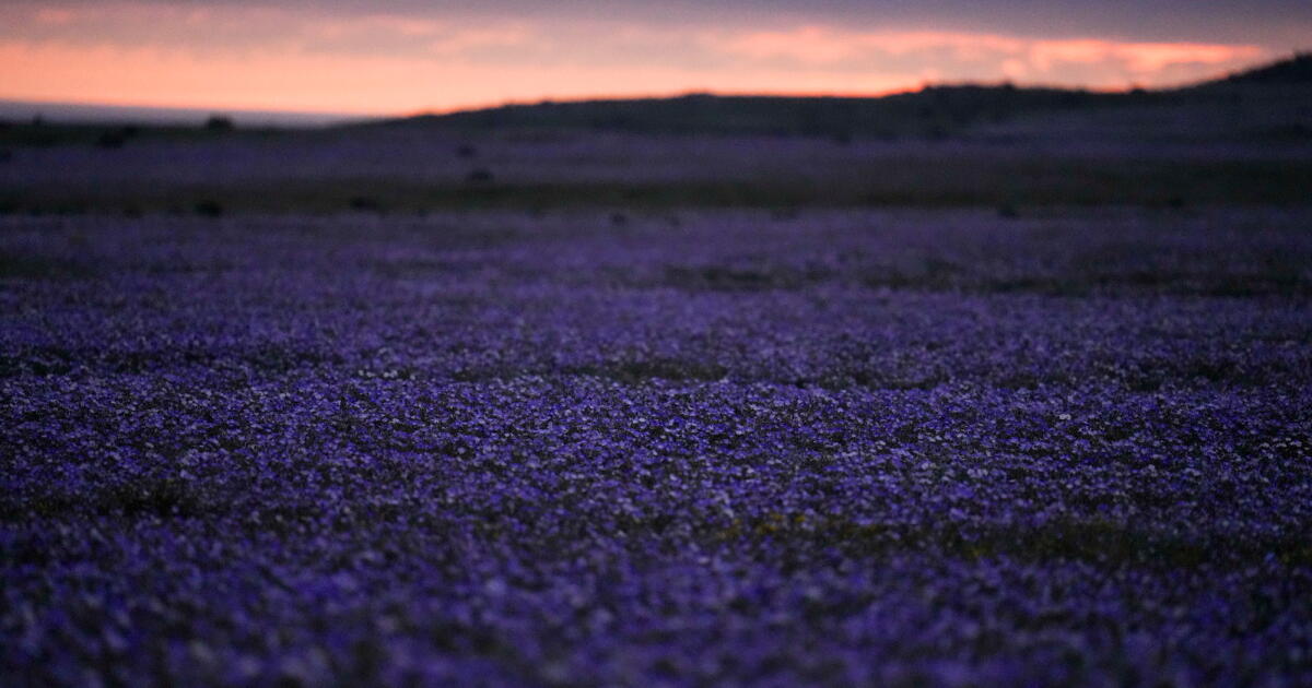 Le désert le plus sec de la Terre est actuellement couvert de fleurs sauvages