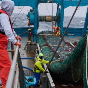 Le poisson derrière les bâtonnets de poisson américains alimente la lutte contre le chalutage en Alaska