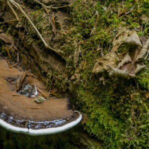 Les champignons ont leur propre stratégie mondiale de conservation