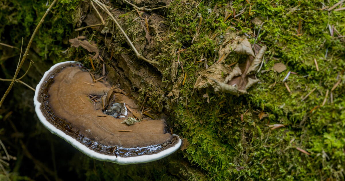Les champignons ont leur propre stratégie mondiale de conservation