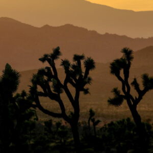 Les projets de Joshua Tree abandonnés après que l'administration Trump ait bloqué les fonds