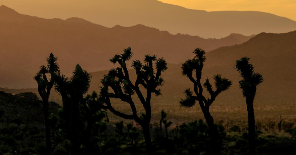Les projets de Joshua Tree abandonnés après que l'administration Trump ait bloqué les fonds