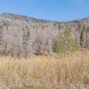 MUERTE PINOS | Los bosques de pino carrasco, sentenciados por la sequía y el calor extremo: un studio desvela la gravedad de la situation