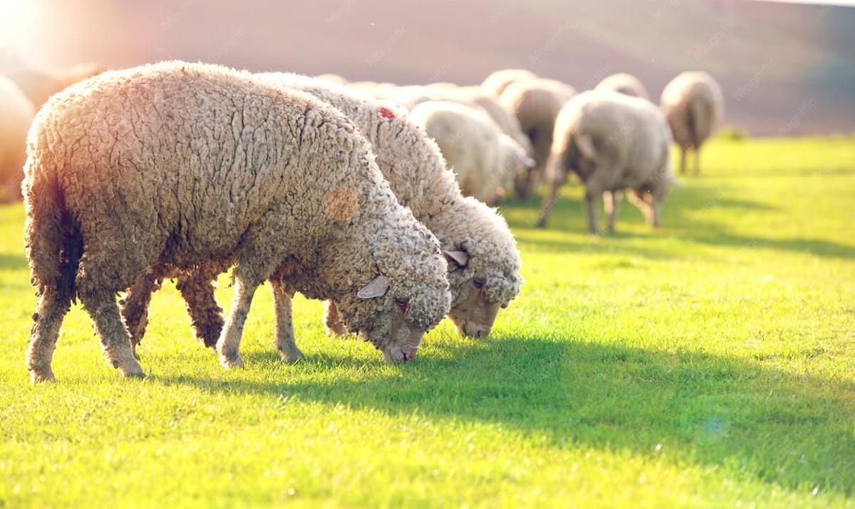 Les herbivores peuvent avoir un impact grave sur le sol et la flore des espaces naturels.