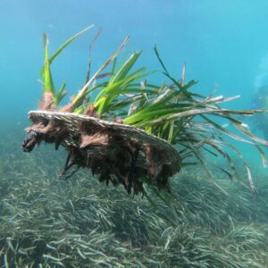 PLANTATION DE POSIDONIA | Les scientifiques espagnols ont développé un système plus rapide et plus efficace pour replanter la posidonie en Méditerranée