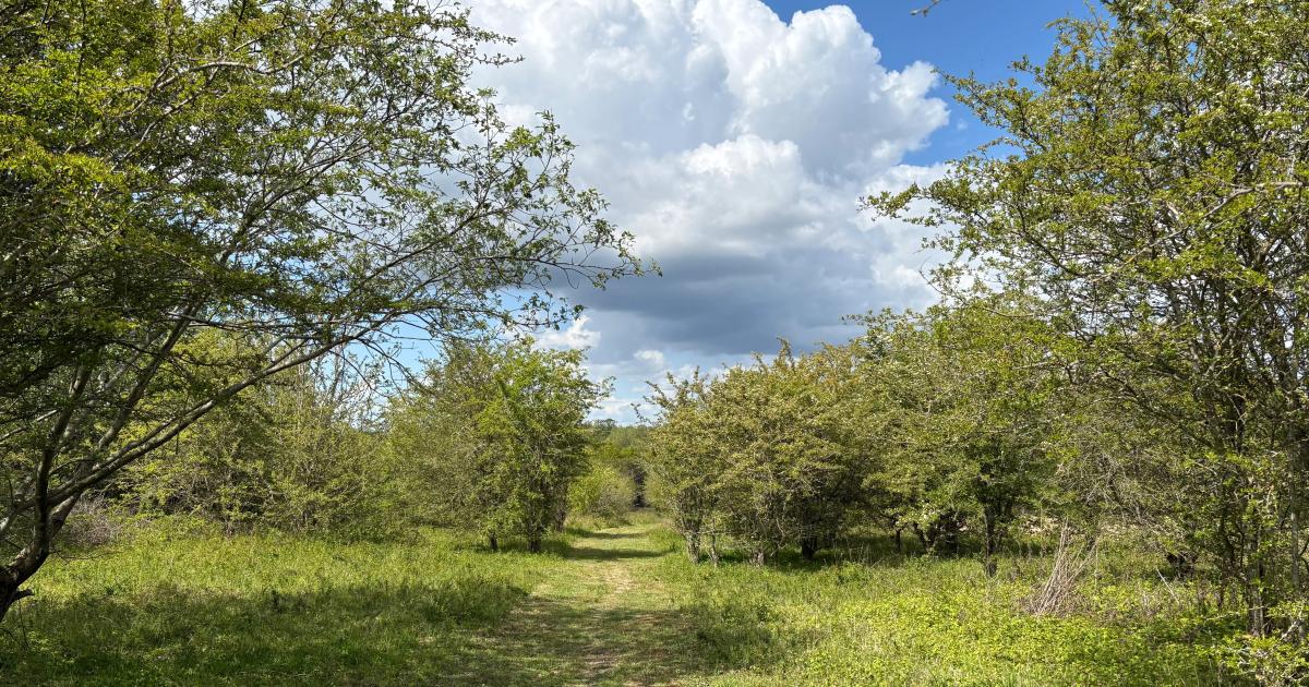 Promenez-vous du côté sauvage