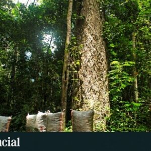 Prosegur soutient un projet des Nations Unies visant à conserver plus de 724 000 hectares de l'Amazonie péruvienne