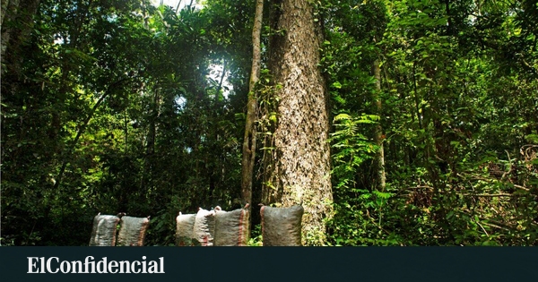 Prosegur soutient un projet des Nations Unies visant à conserver plus de 724 000 hectares de l'Amazonie péruvienne