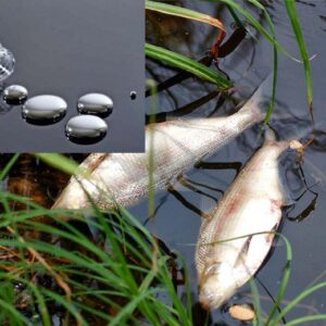 RÉACTIVATION DU MERCURIO | Amenaza toxica: le mercure déposé dans les sols et les océans peut être réactivé par le chauffage mondial