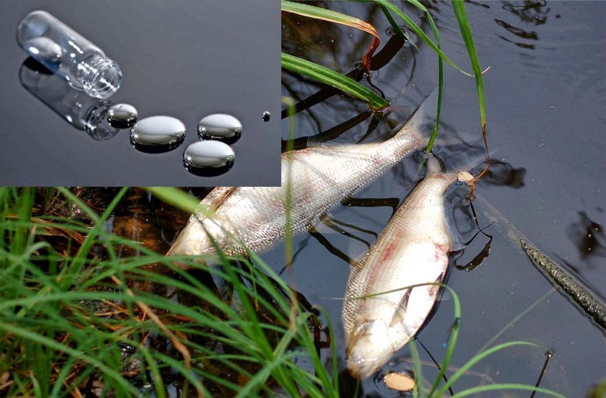 La contamination par le mercure affecte toute la chaîne du monde jusqu'à atteindre l'être humain