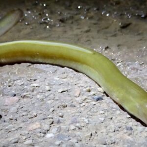 SALMÓN ET ANGULA | Les Asturies interdisent totalement la pêche au saumon, mais elles permettent de capturer des angles, en cas de risque critique d'extinction.
