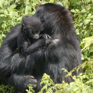Un gorille de Grauer réintroduit élevant un bébé dans un parc national africain