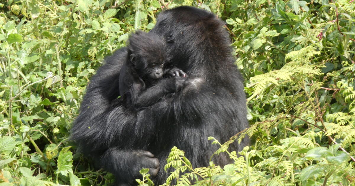 Un gorille de Grauer réintroduit élevant un bébé dans un parc national africain